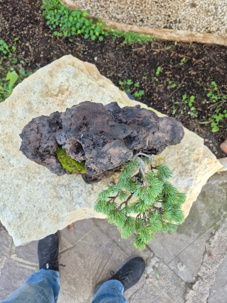 White Pine Bonsai su pietra - pezzo da collezione - Altezza (albero): 24 cm - Profondità (albero): 21 cm - Giappone #3.2