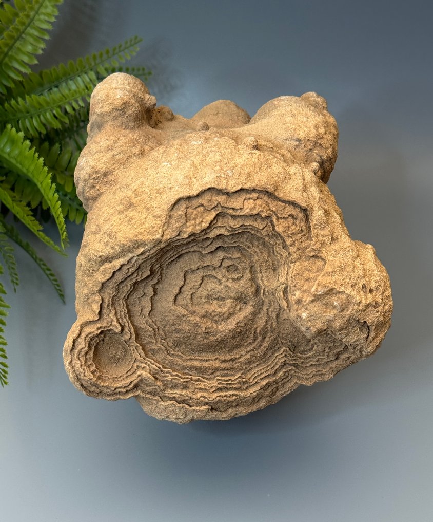 Tolle Stromatolith – ett fascinerande fossil från livets början! - Fossilt fragment - Stromatolith - 18 cm - 19 cm  (Utan reservationspris) #3.2