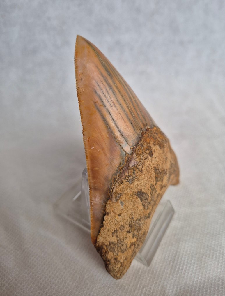 Schöner oranger Megalodon. - Fossiler Zahn - Carcharocles Megalodon - 12.1 cm - 9.4 cm #1.0