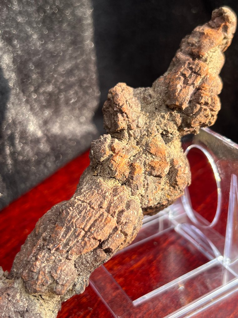 242 g, 15,30 x 3,80 cm, coprolite fossile de dinosaure ou de vertébré de Madagascar - Fragment fossilisé - Koprolith fossile Ausscheidung  (Sans Prix de Réserve) #4.3