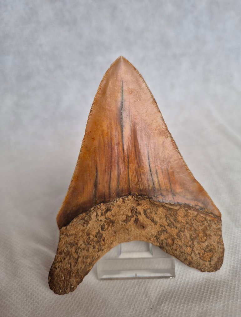 Schöner oranger Megalodon. - Fossiler Zahn - Carcharocles Megalodon - 12.1 cm - 9.4 cm #4.3
