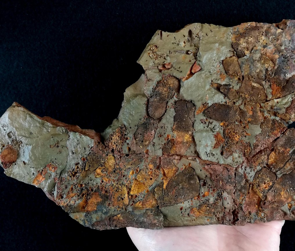 Primitive echinoderm - Eocrinoidea!!! - Fossile dyr - Rhopalocystis havliceki (Chauvel, 1978) - 39 cm - 16 cm #2.1