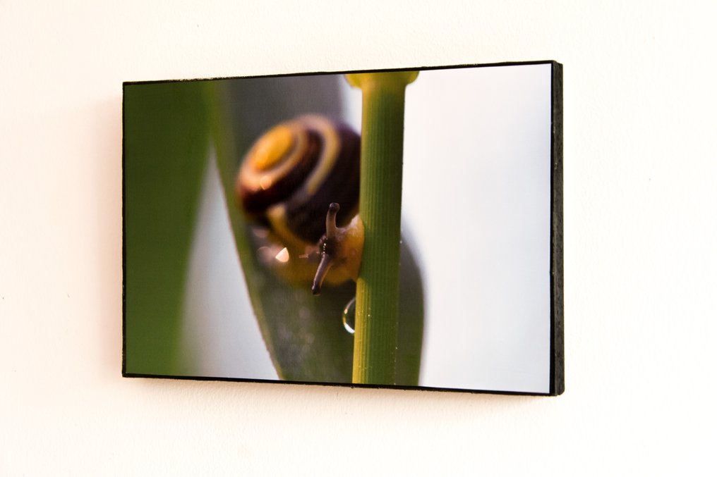 Isabella Tahmassian - Good morning! - No reserve price #1.0