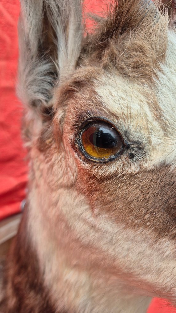 Isard - Camoscio Allestimento tassidermico a corpo intero - Rupicapra rupicapra - adorable jeune spécimen - éterlou - - 60 cm - 23 cm - 28 cm - Specie non CITES #3.2