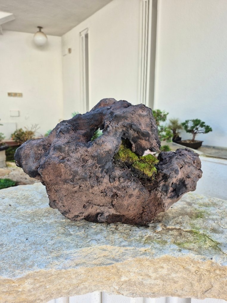 White Pine Bonsai su pietra - pezzo da collezione - Altezza (albero): 24 cm - Profondità (albero): 21 cm - Giappone #4.3