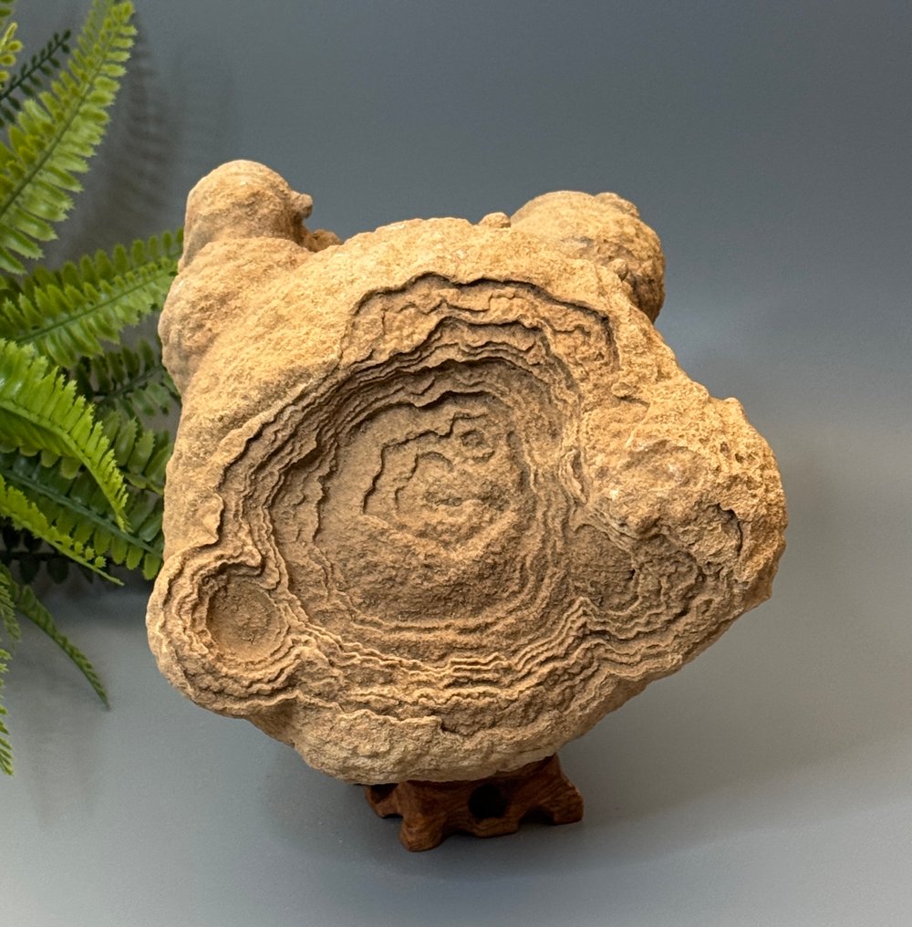 Tolle Stromatolith – ett fascinerande fossil från livets början! - Fossilt fragment - Stromatolith - 18 cm - 19 cm  (Utan reservationspris) #2.1