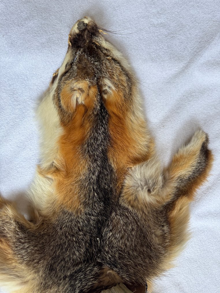 Kopfschmuck - Sioux - περί το 1980 - Κεφαλόδεσμος - Λακότα Σιού - Î—Î Î‘ #4.3