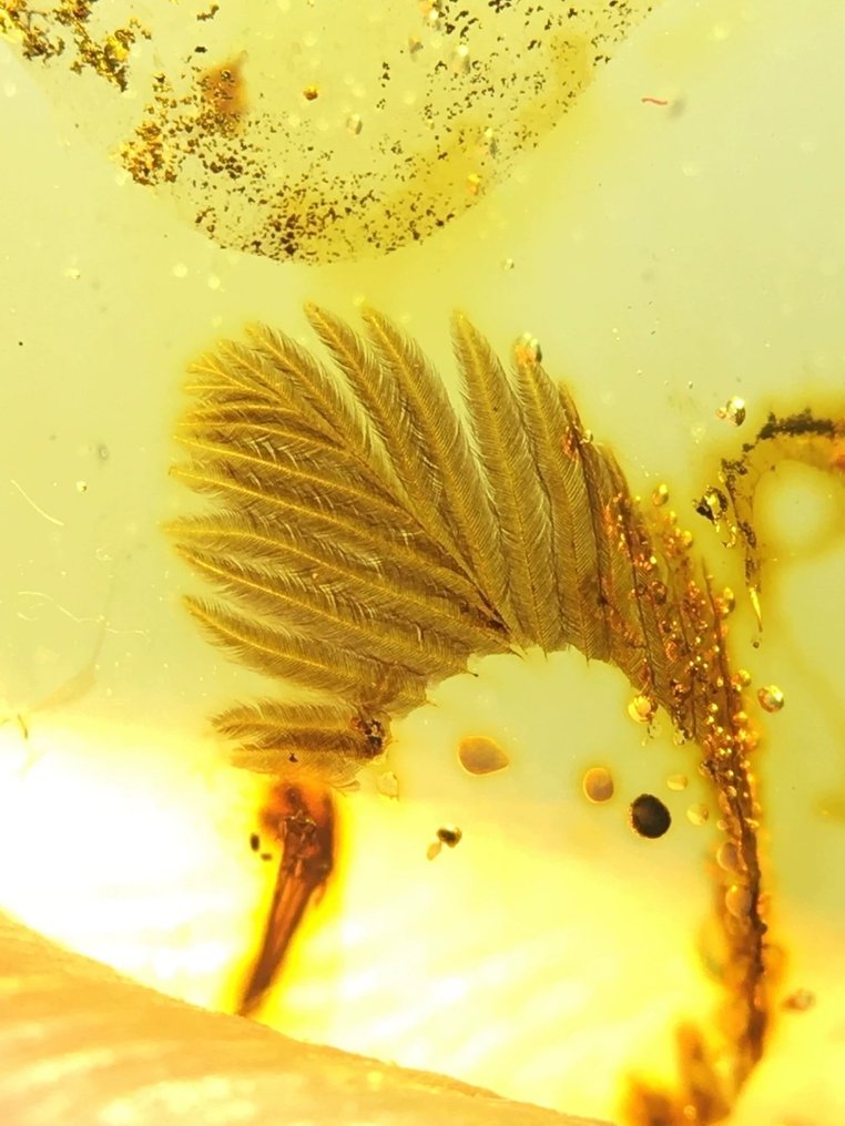 B - feather - 22.8 mm - 14 mm #1.0