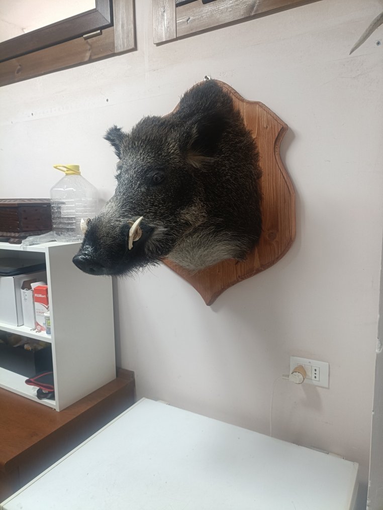 野豬 標本牆壁支架 - Sua scofa - 70 cm - 40 cm - 80 cm #1.0