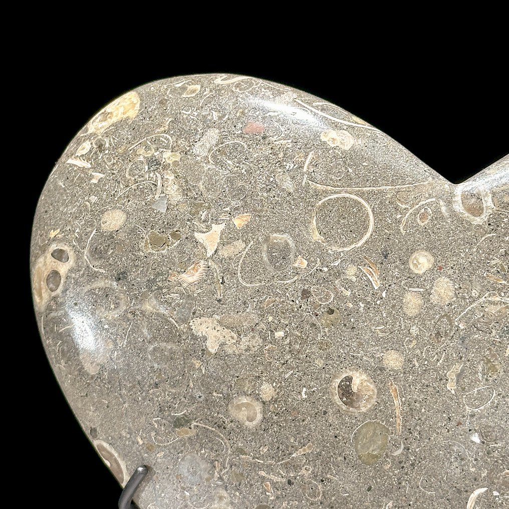 Διακοσμητικό στολίδι (2) - NO RESERVE PRICE - Wonderful Pair of Turritella Heart-Shaped & Calcite Crystal Cluster on stands - Ηνωμένες Πολιτείες #4.3