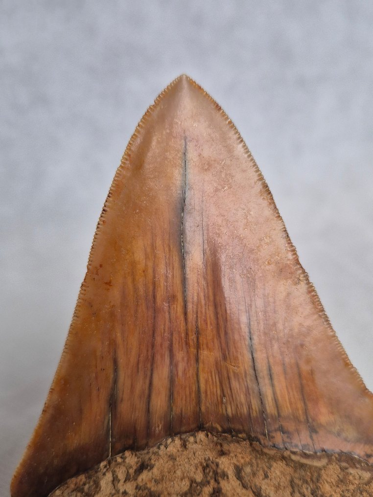 Schöner oranger Megalodon. - Fossiler Zahn - Carcharocles Megalodon - 12.1 cm - 9.4 cm #3.2