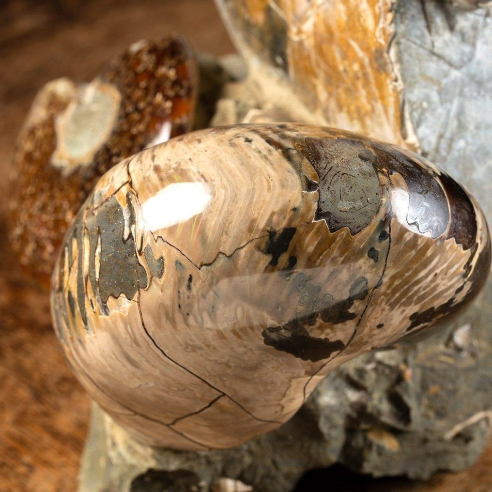 Albian Fossil Group - Ammonites on Original Matrix - Frammento fossile - Cleoniceras Sp - 305 mm - 208 mm #1.0