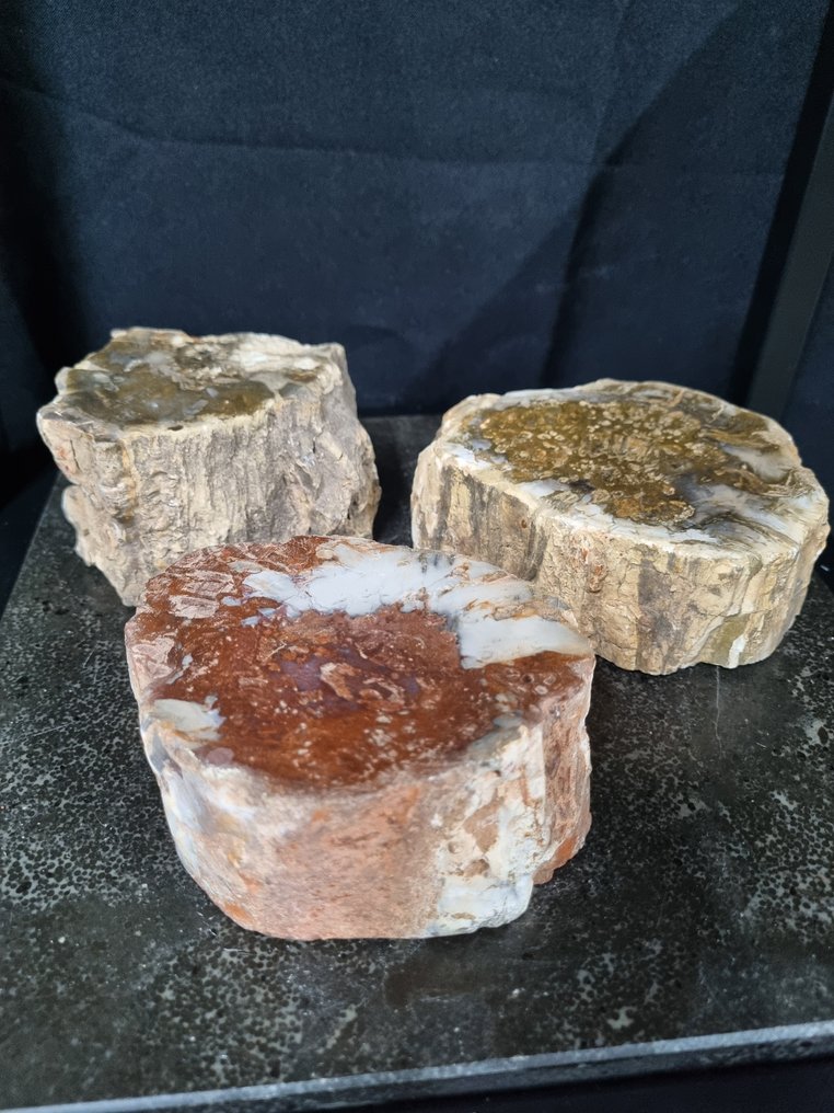 3 tronchi di legno fossilizzato HQ, 12,5 - 11 cm - Pianta fossilizzata  (Senza Prezzo di Riserva) #1.0