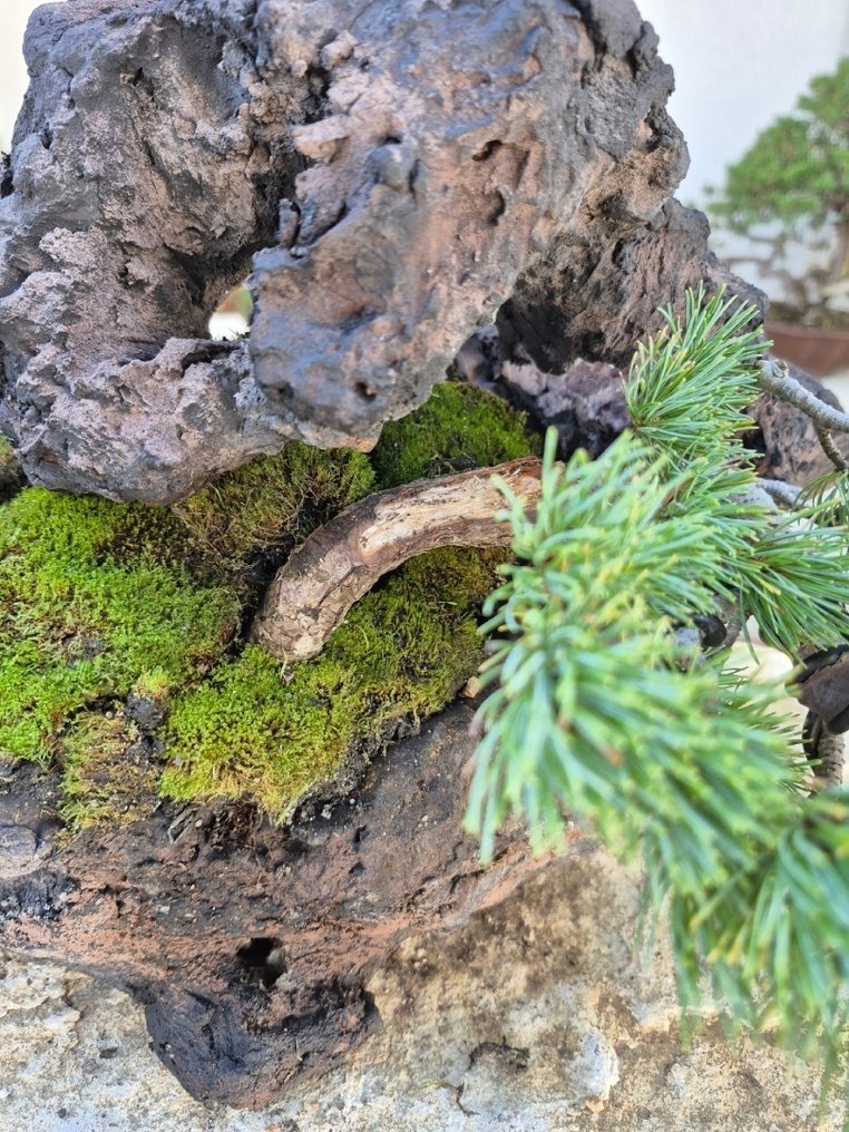 White Pine Bonsai su pietra - pezzo da collezione - Altezza (albero): 24 cm - Profondità (albero): 21 cm - Giappone #2.1