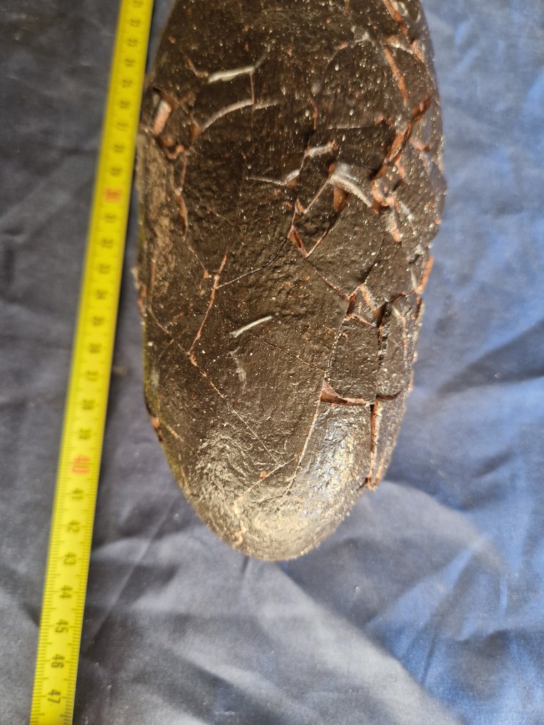 Fossiliserat ägg - 7 cm - 9 cm #1.0