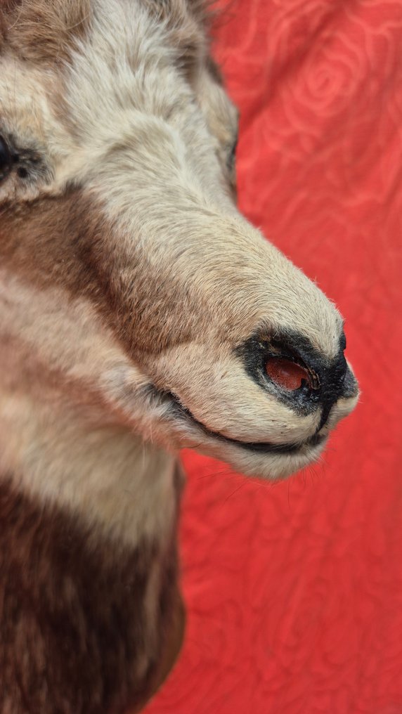 Isard - Camoscio Allestimento tassidermico a corpo intero - Rupicapra rupicapra - adorable jeune spécimen - éterlou - - 60 cm - 23 cm - 28 cm - Specie non CITES #2.1