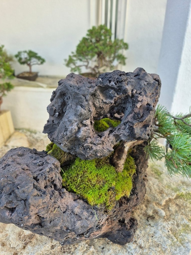 White Pine Bonsai su pietra - pezzo da collezione - Altezza (albero): 24 cm - Profondità (albero): 21 cm - Giappone #1.0