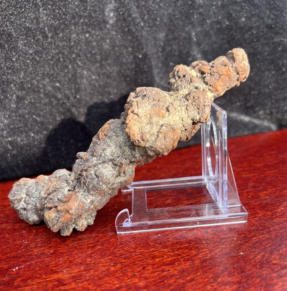 242 g, 15,30 x 3,80 cm, coprolite fossile de dinosaure ou de vertébré de Madagascar - Fragment fossilisé - Koprolith fossile Ausscheidung  (Sans Prix de Réserve) #1.0