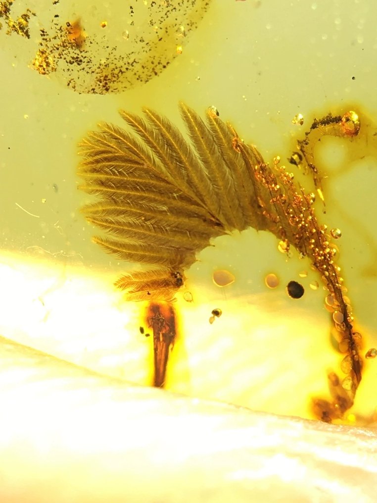 B - feather - 22.8 mm - 14 mm #4.3