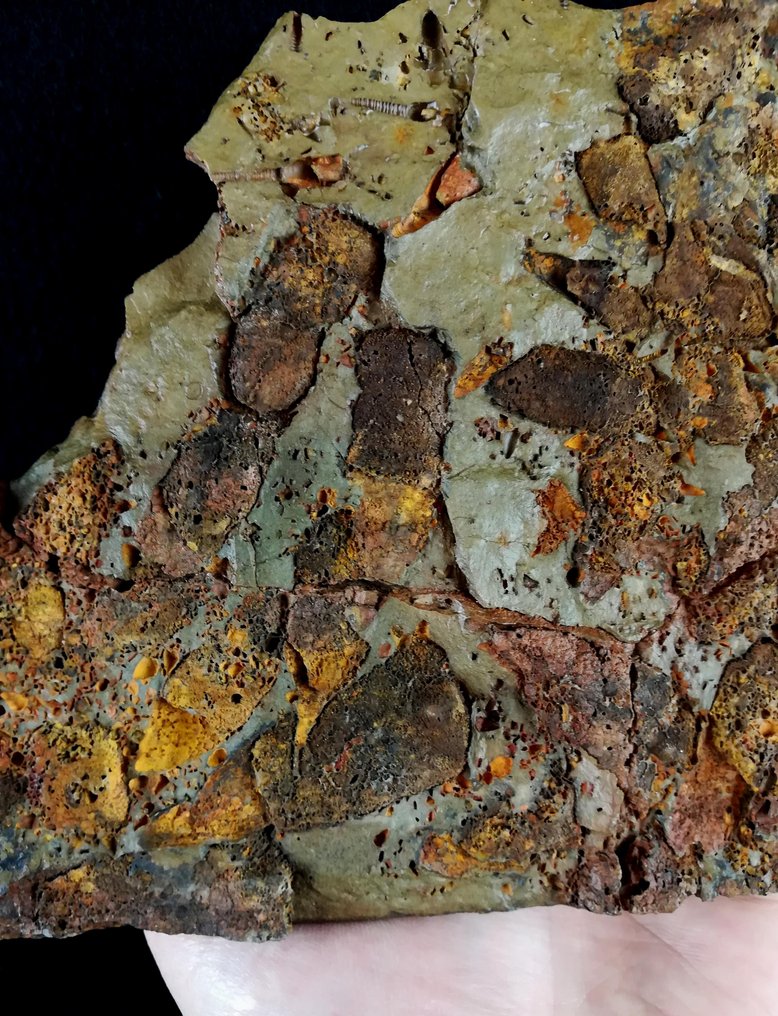 Primitive echinoderm - Eocrinoidea!!! - Fossile dyr - Rhopalocystis havliceki (Chauvel, 1978) - 39 cm - 16 cm #1.0