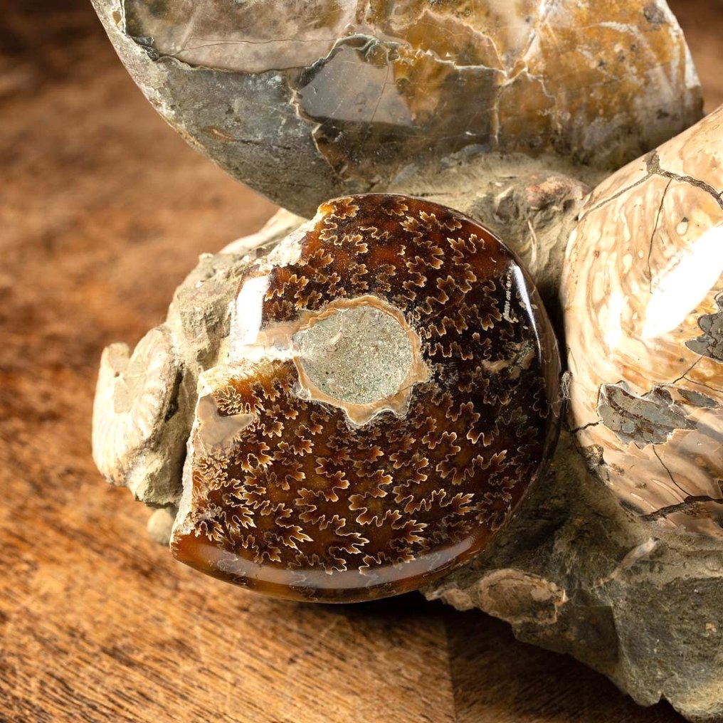 Albian Fossil Group - Ammonites on Original Matrix - Frammento fossile - Cleoniceras Sp - 305 mm - 208 mm #3.2