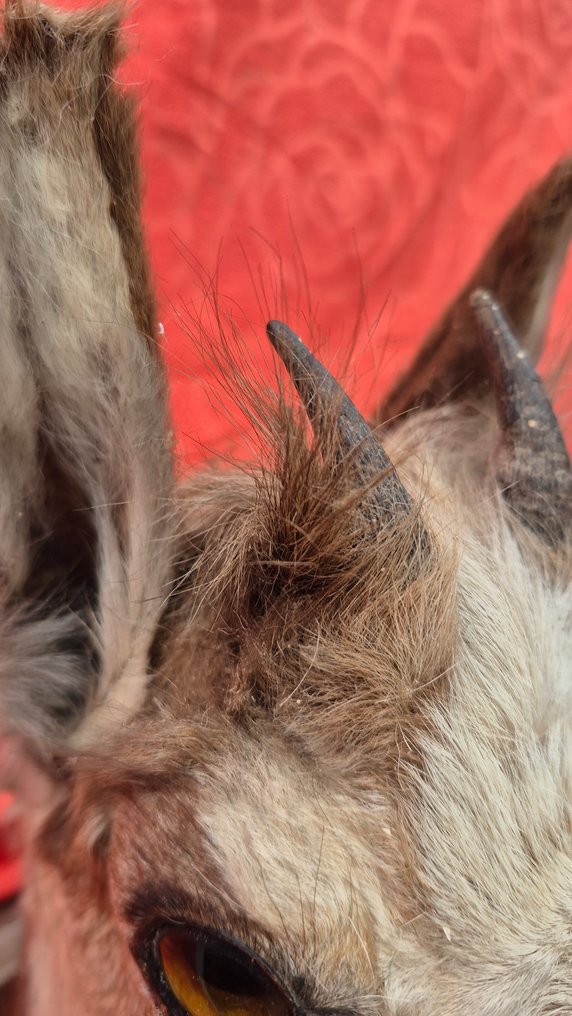 Isard - Camoscio Allestimento tassidermico a corpo intero - Rupicapra rupicapra - adorable jeune spécimen - éterlou - - 60 cm - 23 cm - 28 cm - Specie non CITES #4.3