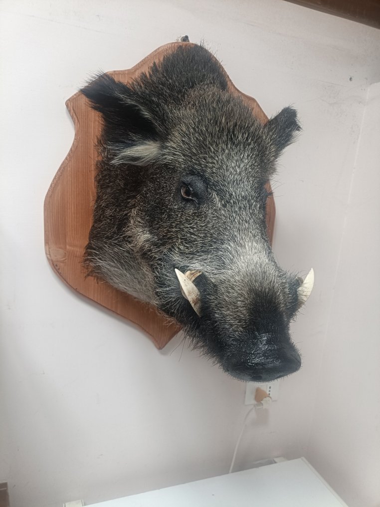 野豬 標本牆壁支架 - Sua scofa - 70 cm - 40 cm - 80 cm #4.3