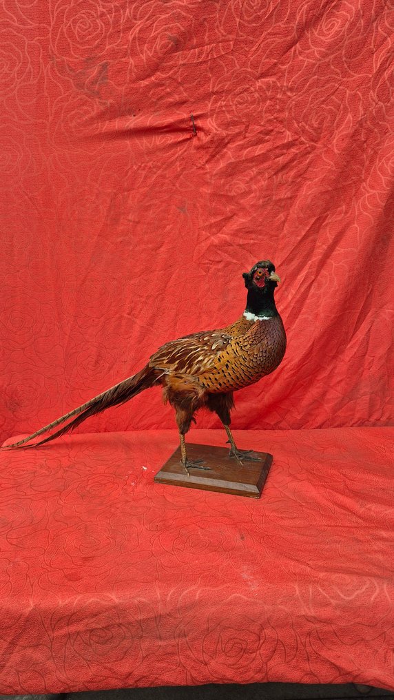 Faisan de Colchide Allestimento tassidermico a parete - Phasianus colchicus - superbe réalisation d'un spécimen adulte - - 46 cm - 70 cm - 18 cm - Specie non CITES #1.0