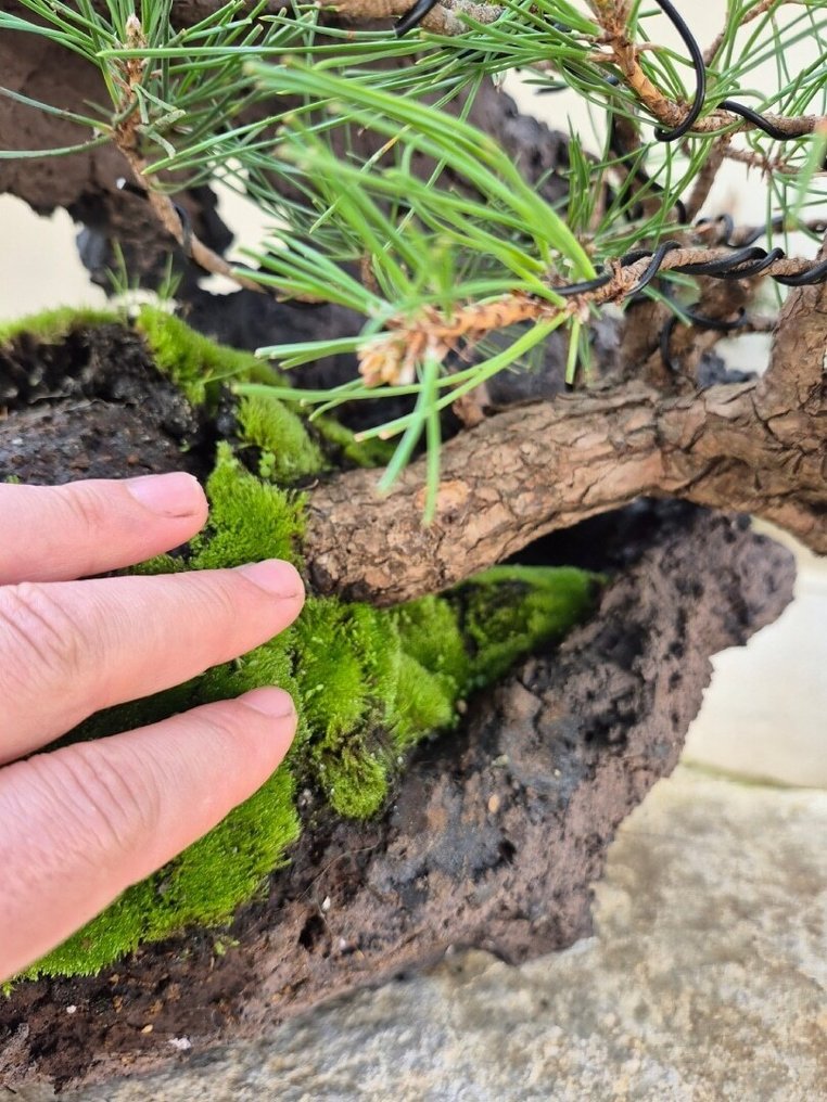 Black Pine Bonsai on Stone - Collection Piece - Height (Tree): 30 cm - Depth (Tree): 20 cm - Japan #1.0