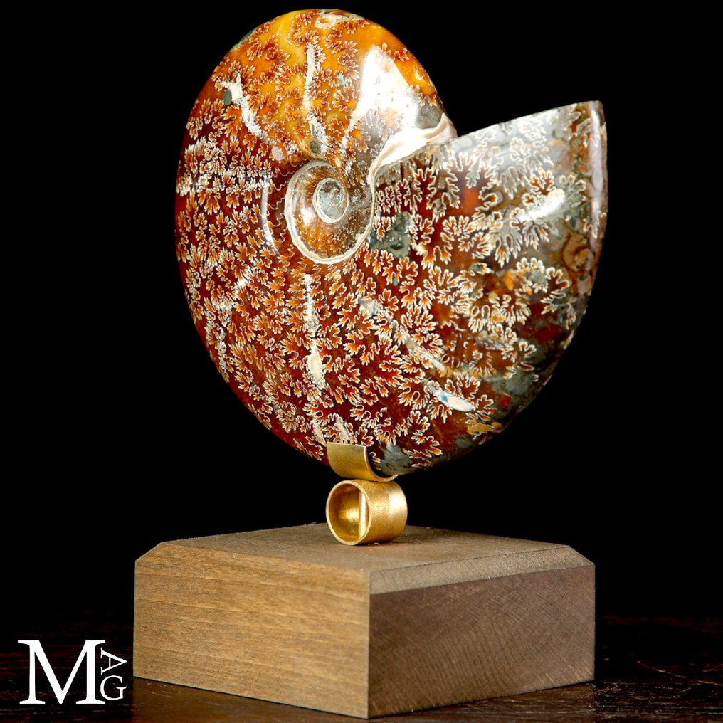 Nice quality ammonite Cleoniceras Fossil Ammonite on Design Base. - Height: 185 mm - Width: 150 mm- 1010 g #4.3