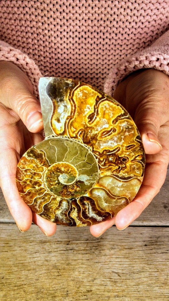 Amonite - Animal fossilizado - Aioloceras (Cleoniceras) sp. - Top quality Specimen - 11 cm - 9 cm (Sem preço de reserva) #2.1