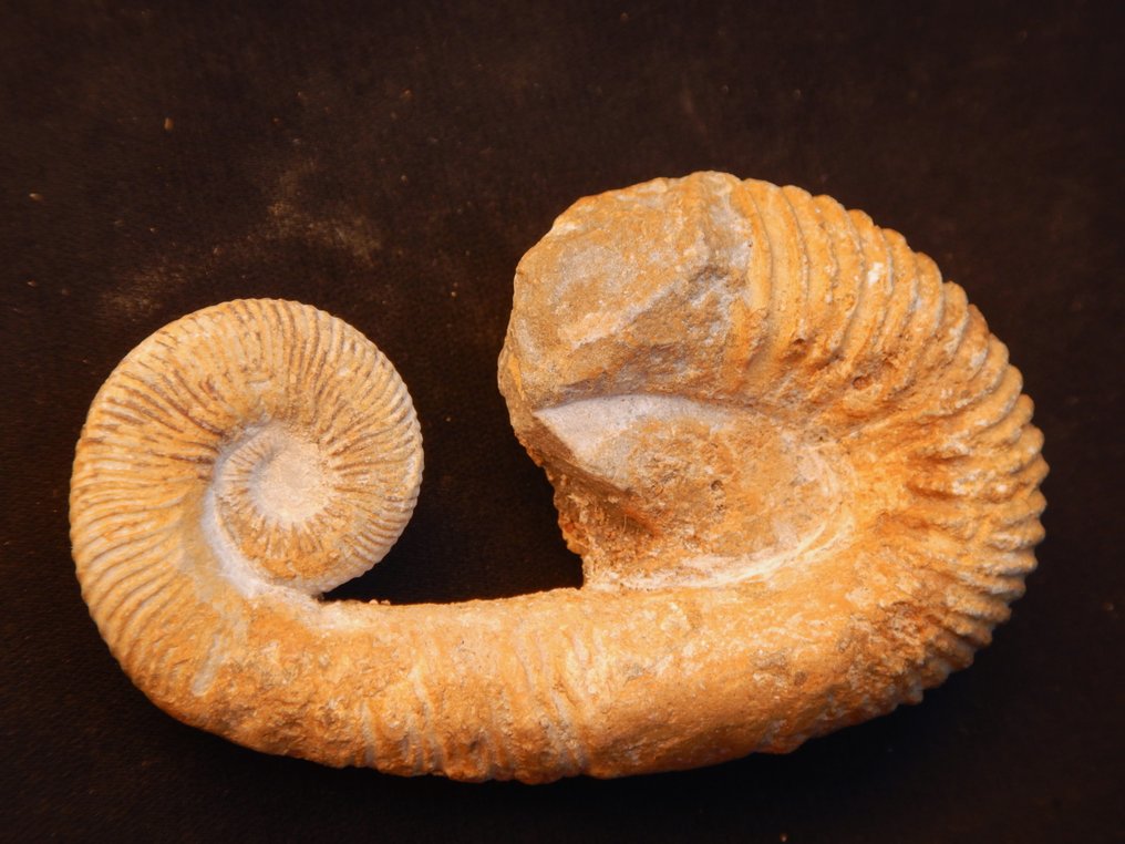 Goniatite - Fossilised animal - Heteromorph Ancyloceras - 7 cm - 4 cm  (No reserve price) #1.0