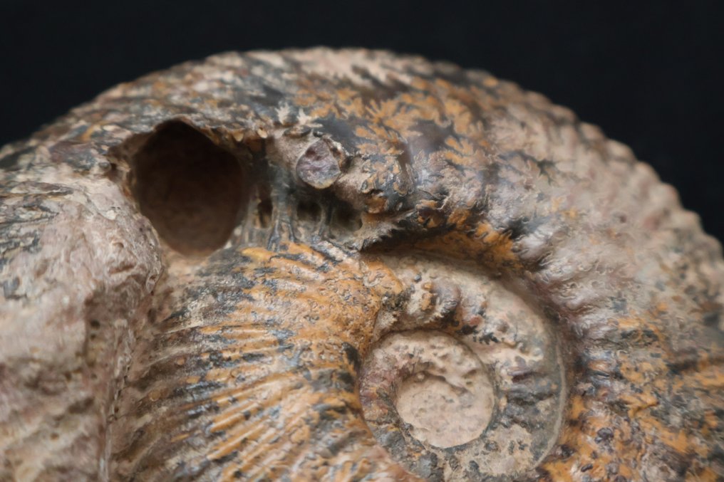 Jurassisk amonite - utmerket bevart - Fossile dyr - Hammatoceras pachu - 15 cm - 6 cm #4.3