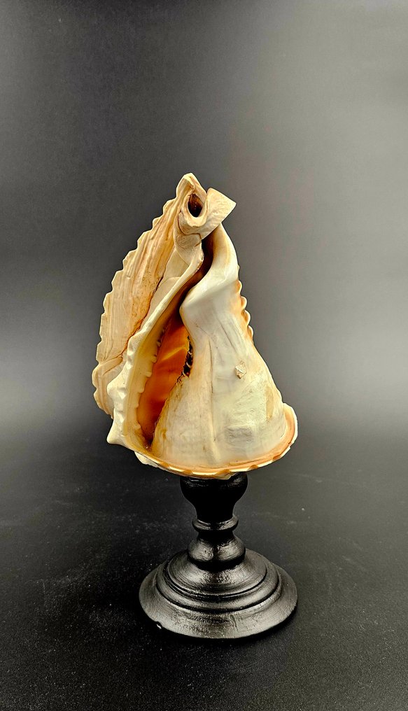 Lumaca di mare Allestimento tassidermico a corpo intero - Cameo Cyprae Cassis Madagascarensis - 170 mm - 120 mm - 120 mm - 1 #1.0