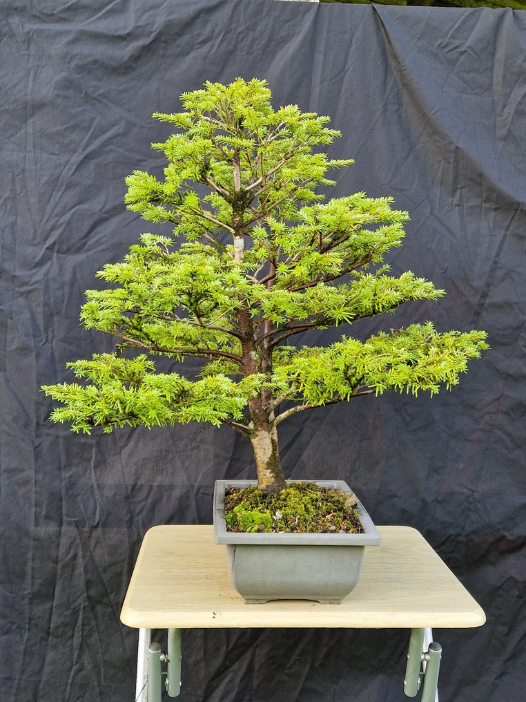 Western Pruche - Height (Tree): 60 cm - Depth (Tree): 57 cm - Canada #1.0