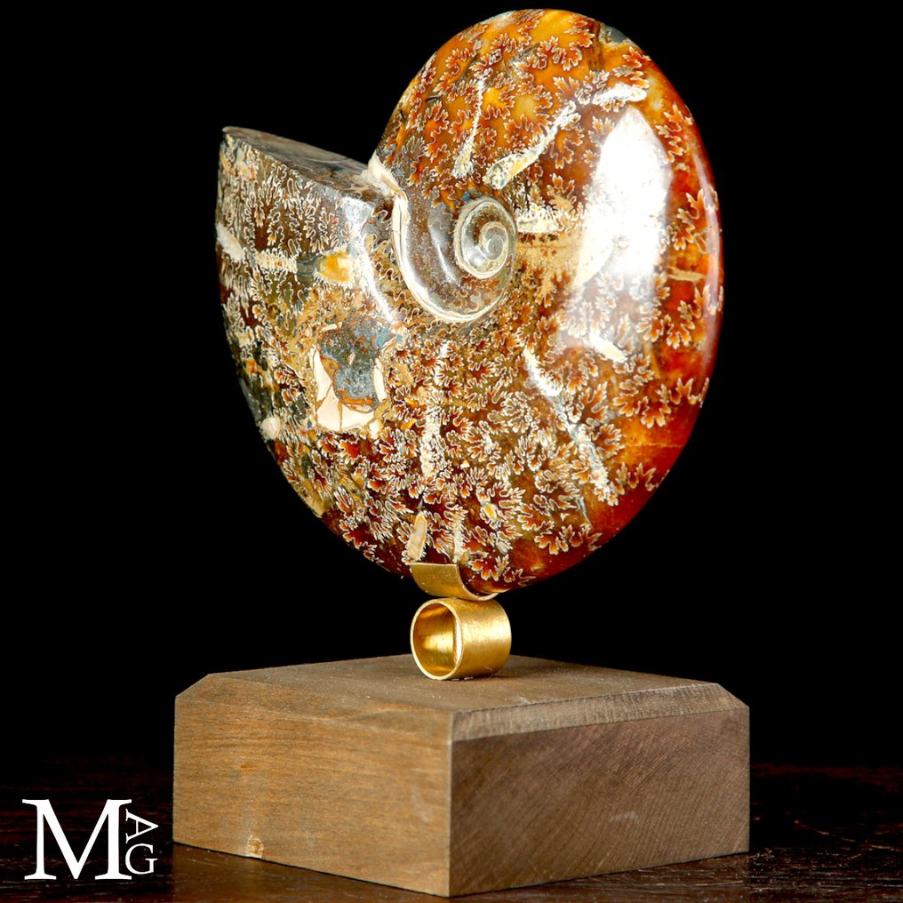 Nice quality ammonite Cleoniceras Fossil Ammonite on Design Base. - Height: 185 mm - Width: 150 mm- 1010 g #3.2
