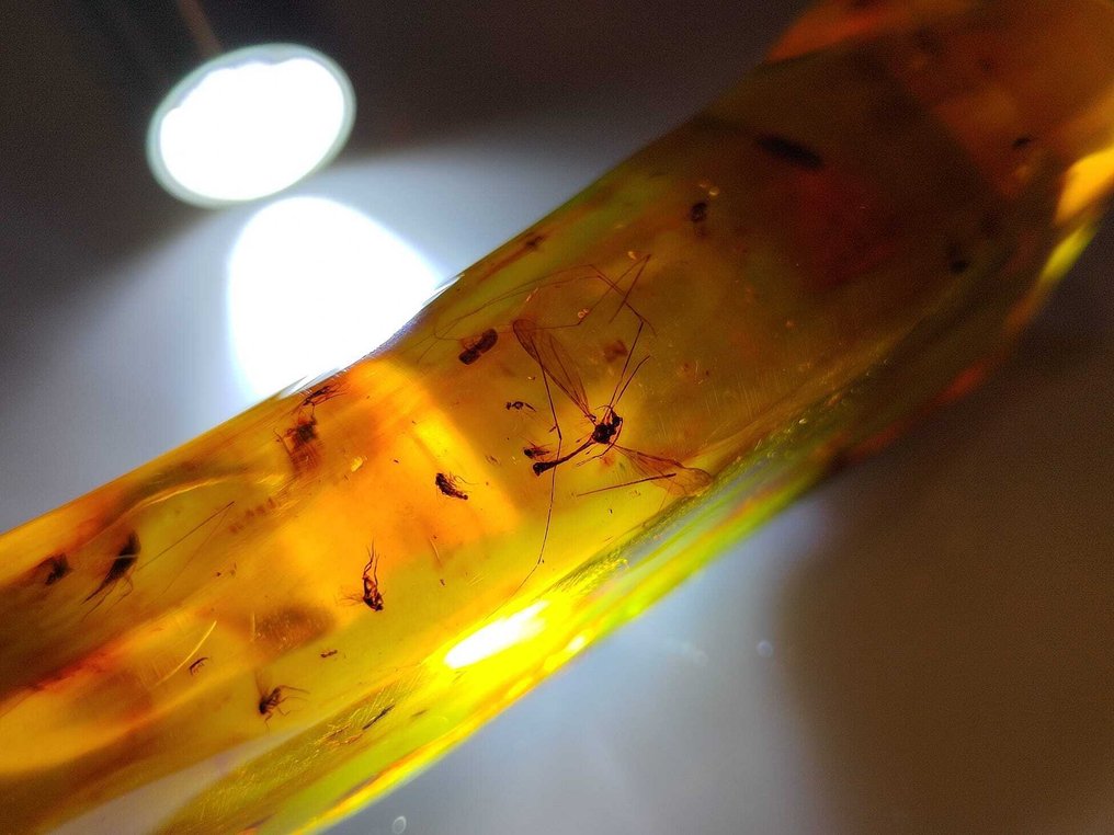 FOSSlL-令人惊叹！！ 多米尼加琥珀-380克拉- 76 g #3.2