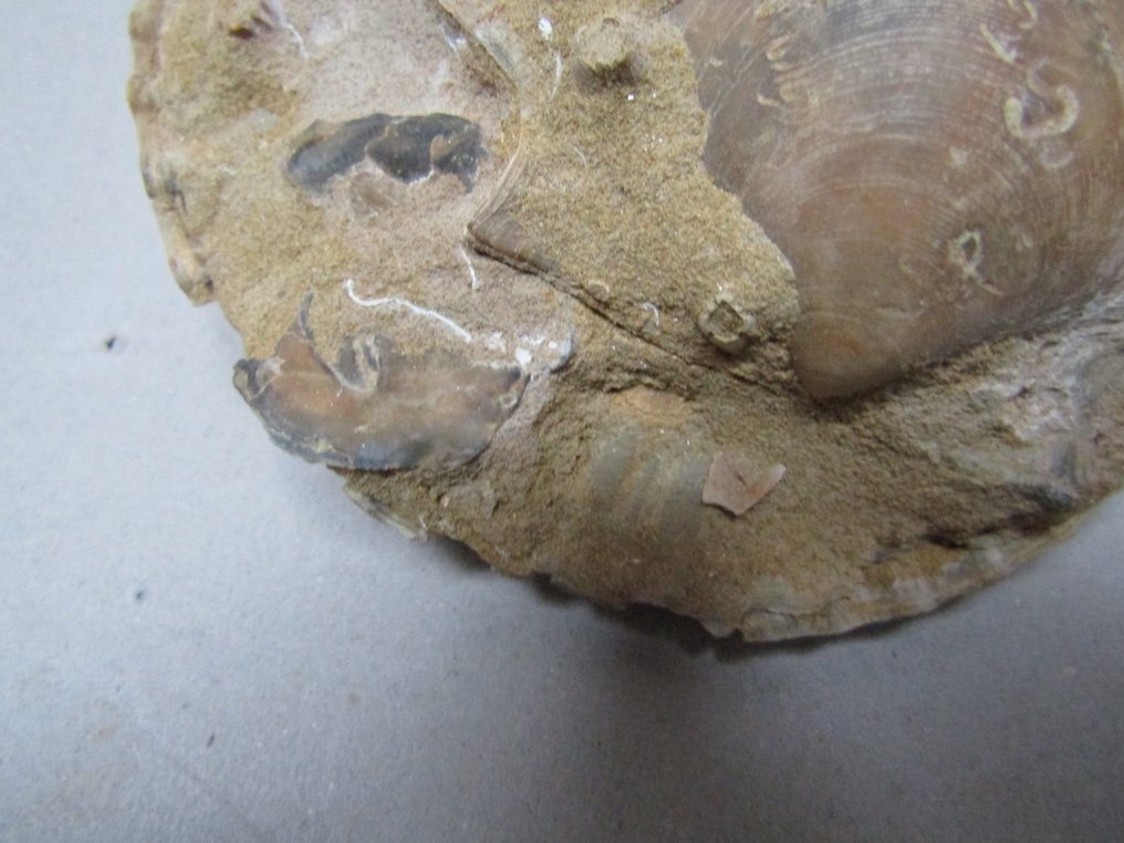 Fossiele schelp - Gefossiliseerde schelp - Pecten jacobaeus -Glycymeris insubrica - 4.8 cm - 11.5 cm (Zonder Minimumprijs) #4.3