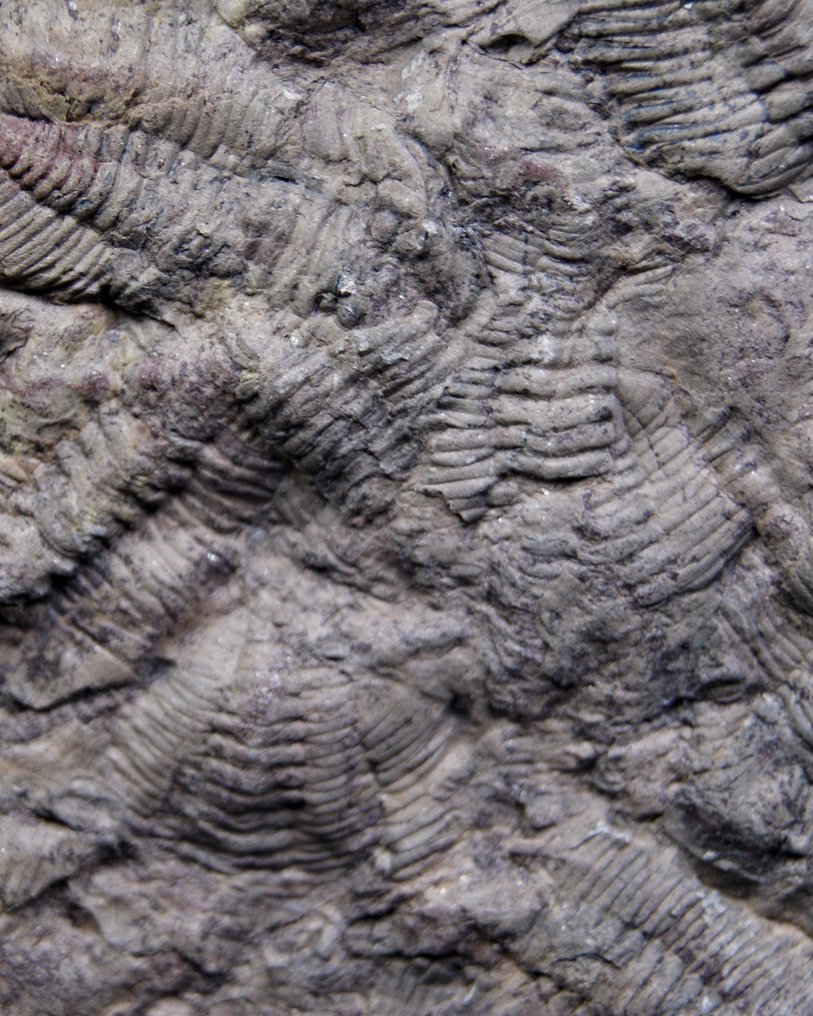 Trilobite - Fossil mortality plate - Placa Trilobite positivo y negativo #4.3