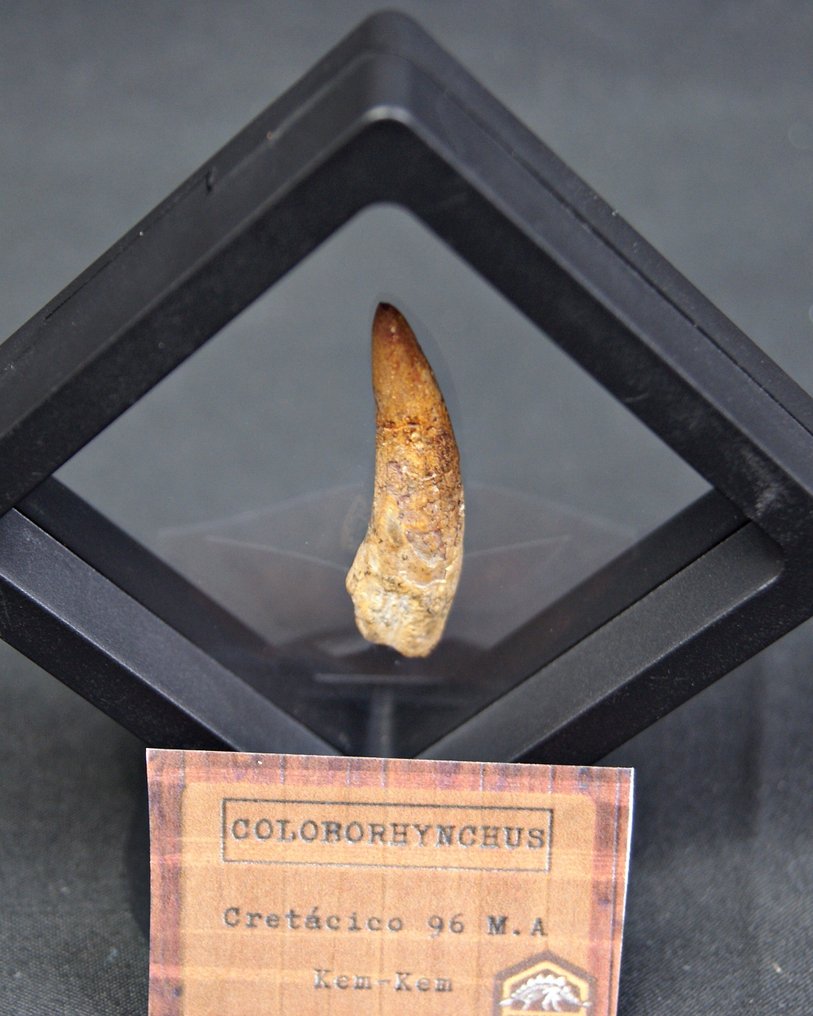 Pterosaur - Fosszilis fog - Coloborhynchus  (Nincs minimálár) #4.3