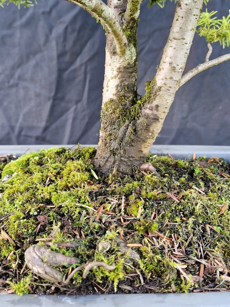 Western Pruche - Height (Tree): 60 cm - Depth (Tree): 57 cm - Canada #3.2