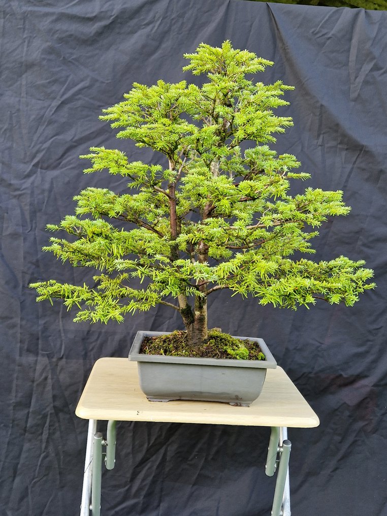 Western Pruche - Height (Tree): 60 cm - Depth (Tree): 57 cm - Canada #1.0