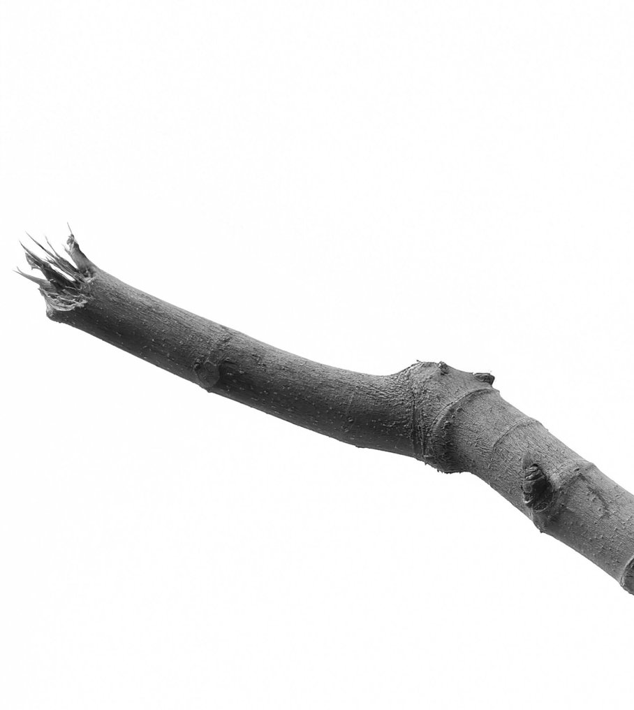 fbArt - "The Voice" edizione limitata #2.1