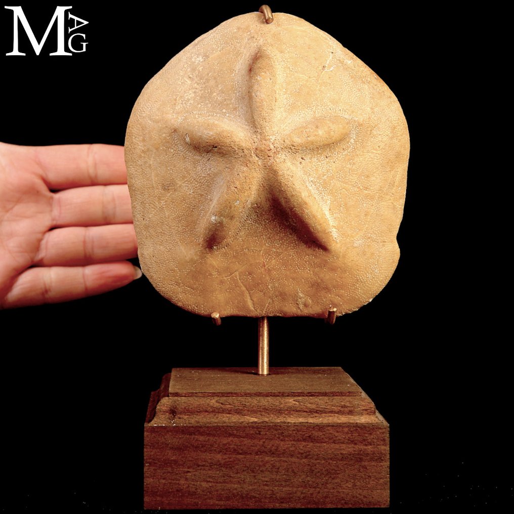 Samling af fossile søpindsvin. Clypeaster Crassicostatus – Miocæn fossilt søpindsvin. - Højde: 170 mm - Bredde: 100 mm- 455 g #1.0