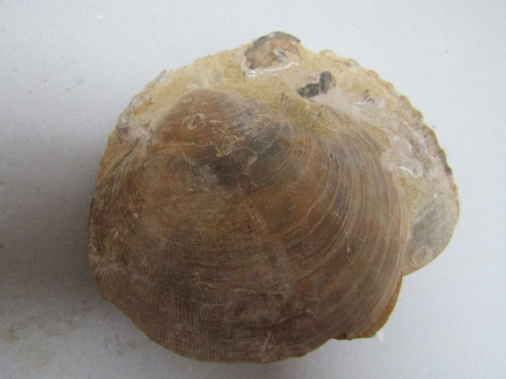 Fossiele schelp - Gefossiliseerde schelp - Pecten jacobaeus -Glycymeris insubrica - 4.8 cm - 11.5 cm (Zonder Minimumprijs) #3.2