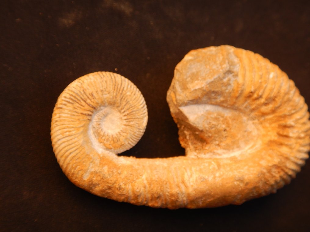 Goniatite - Fossilised animal - Heteromorph Ancyloceras - 7 cm - 4 cm  (No reserve price) #4.3