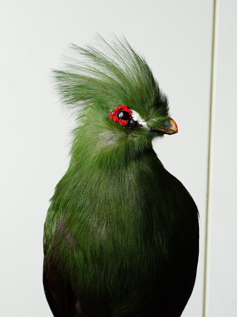 Turaco Support de corps entier pour taxidermie - Tauraco corythaix (with proof of origin) - 33 cm - 14 cm - 25 cm - CITES Annexe II - Annexe B dans l'UE #4.3
