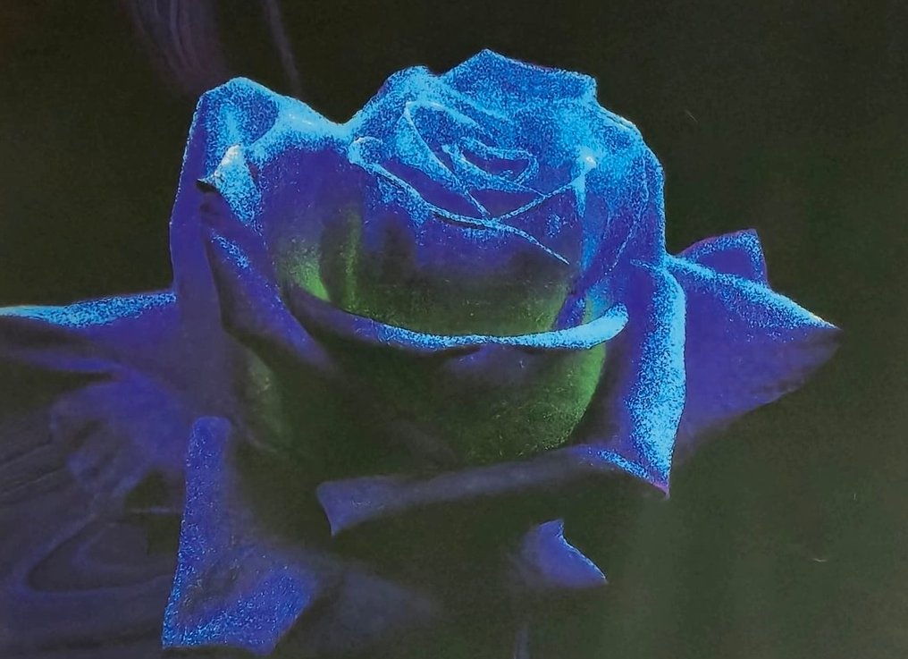 Pino Settanni - Indecorosa blu 2005 #3.2