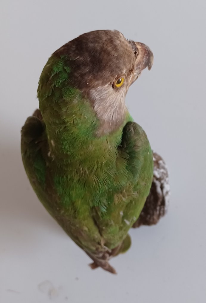 Loro del Senegal Preparación taxidérmica de cuerpo completo - Poicephalus senegalus (with proof of origin) - 22 cm - 9 cm - 11 cm - CITES Apéndice II - Anexo B en la UE #4.3