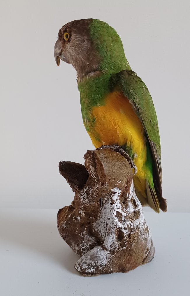 Loro del Senegal Preparación taxidérmica de cuerpo completo - Poicephalus senegalus (with proof of origin) - 22 cm - 9 cm - 11 cm - CITES Apéndice II - Anexo B en la UE #2.1
